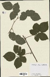 spécimen de Rubus caesius x tomentosus