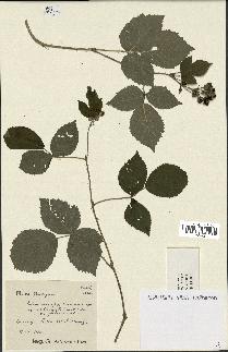 spécimen de Rubus caesius x tomentosus