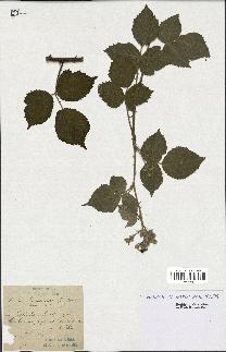 spécimen de Rubus boraeanus