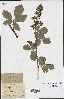 spécimen de Rubus collicolus