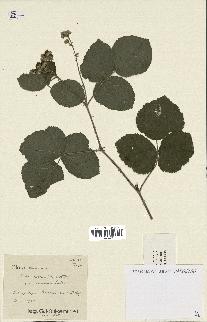 spécimen de Rubus caesius x vestitus