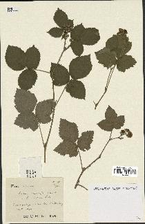 spécimen de Rubus caesius x vestitus