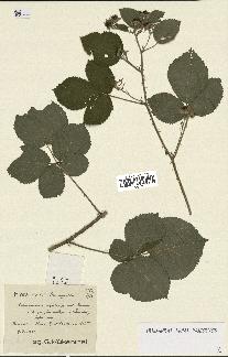 spécimen de Rubus caesius x vestitus