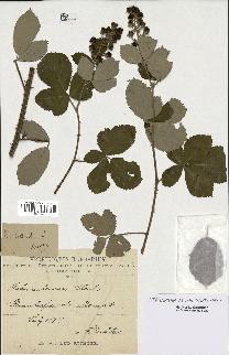 spécimen de Rubus collicolus