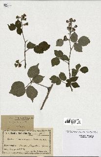 spécimen de Rubus macrostachys