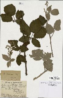 spécimen de Rubus linkianus