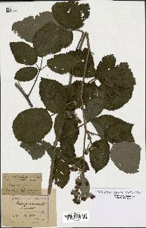 spécimen de Rubus macrostachys