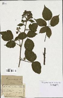 spécimen de Rubus macrostachys