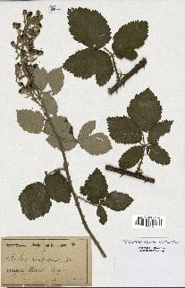 spécimen de Rubus linkianus