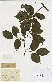 spécimen de Rubus silvaticus