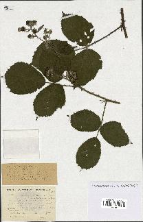 spécimen de Rubus macrophylloides