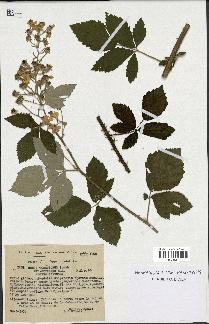 spécimen de Rubus tomentosus