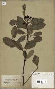 spécimen de Sorbus aria x chamaemespilus