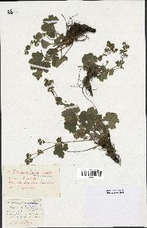 spécimen de Alchemilla filicaulis