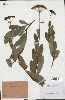 spécimen de Bupleurum fruticosum