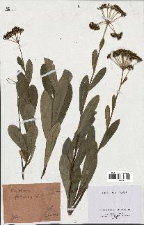 spécimen de Bupleurum fruticosum