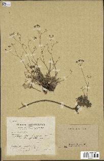 spécimen de Pimpinella tragium