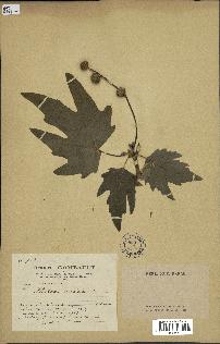 spécimen de Platanus orientalis