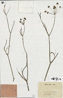 spécimen de Foeniculum officinale