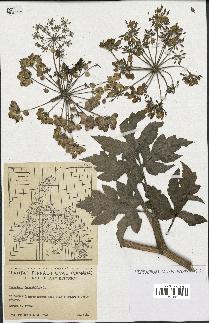 spécimen de Heracleum sphondylium