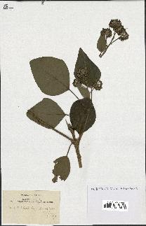 spécimen de Hedera helix