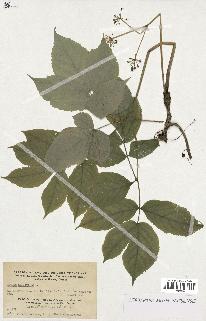 spécimen de Aralia nudicaulis