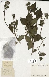 spécimen de Hedera helix