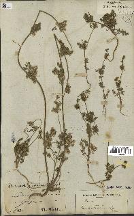 spécimen de Daucus durieua