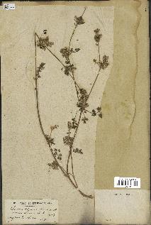 spécimen de Daucus durieua