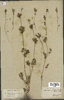 spécimen de Daucus durieua