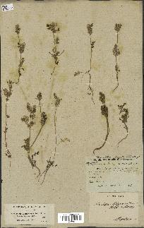 spécimen de Daucus durieua