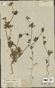 spécimen de Daucus durieua