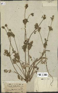 spécimen de Daucus durieua
