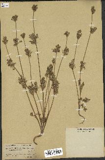 spécimen de Daucus durieua