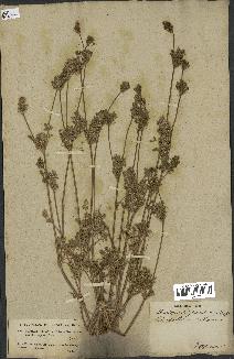 spécimen de Daucus durieua