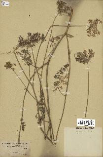 spécimen de Daucus crinitus