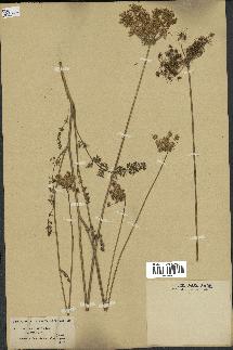 spécimen de Daucus crinitus