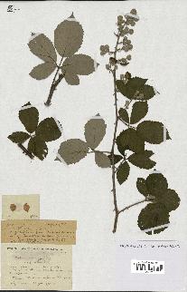 spécimen de Rubus lemaitrei