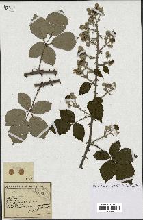 spécimen de Rubus lemaitrei