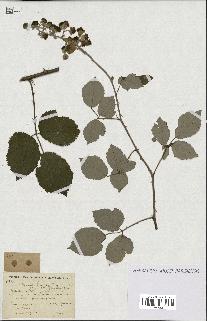 spécimen de Rubus lemaitrei