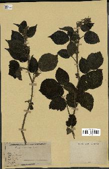 spécimen de Rubus glandulosus