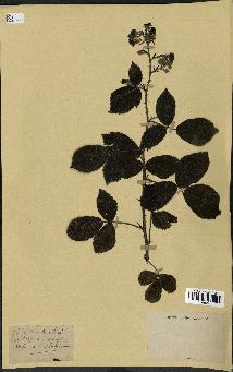 spécimen de Rubus sp.