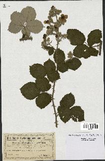 spécimen de Rubus ulmifolius