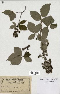 spécimen de Rubus vestitus