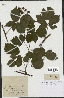 spécimen de Rubus sp.