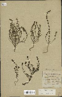 spécimen de Euphrasia nemorosa