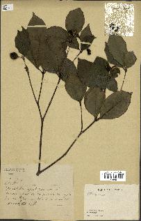 spécimen de Pittosporum sp.