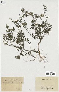 spécimen de Caucalis leptophylla