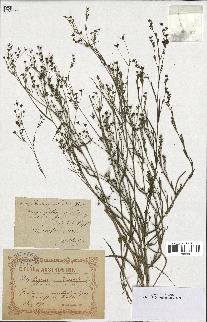 spécimen de Bupleurum gerardii