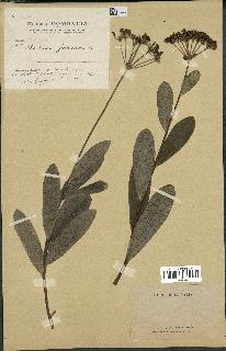 spécimen de Bupleurum fruticosum